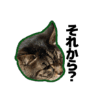 ねこ’s すたんぷ（個別スタンプ：34）