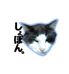 ねこ’s すたんぷ（個別スタンプ：35）