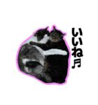 ねこ’s すたんぷ（個別スタンプ：37）