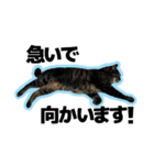 ねこ’s すたんぷ（個別スタンプ：38）