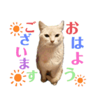 ivory猫のことば（個別スタンプ：1）