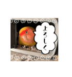 便利【コザクラインコ】＊ぴぃちゃん2（個別スタンプ：1）