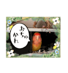 便利【コザクラインコ】＊ぴぃちゃん2（個別スタンプ：2）