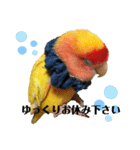 便利【コザクラインコ】＊ぴぃちゃん2（個別スタンプ：7）