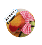 便利【コザクラインコ】＊ぴぃちゃん2（個別スタンプ：8）