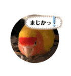 便利【コザクラインコ】＊ぴぃちゃん2（個別スタンプ：11）