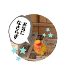 便利【コザクラインコ】＊ぴぃちゃん2（個別スタンプ：13）
