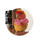 便利【コザクラインコ】＊ぴぃちゃん2（個別スタンプ：14）