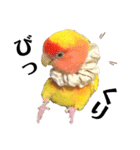 便利【コザクラインコ】＊ぴぃちゃん2（個別スタンプ：15）