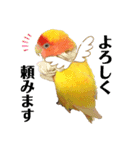 便利【コザクラインコ】＊ぴぃちゃん2（個別スタンプ：16）