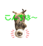 きじとらにゃんこのあとむ（個別スタンプ：1）