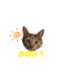 きじとらにゃんこのあとむ（個別スタンプ：4）
