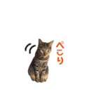 きじとらにゃんこのあとむ（個別スタンプ：9）