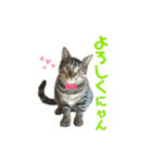 きじとらにゃんこのあとむ（個別スタンプ：10）