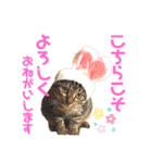 きじとらにゃんこのあとむ（個別スタンプ：12）