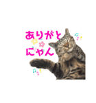 きじとらにゃんこのあとむ（個別スタンプ：13）