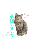 きじとらにゃんこのあとむ（個別スタンプ：20）