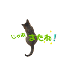 きじとらにゃんこのあとむ（個別スタンプ：31）