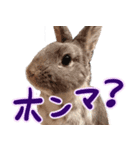 第2弾 関西弁 ～うさぎの国のおチョコ様～（個別スタンプ：1）