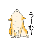 実家の柴犬2（個別スタンプ：31）