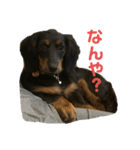 テンちゃん愛してる会専用（個別スタンプ：1）