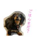 テンちゃん愛してる会専用（個別スタンプ：10）