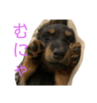テンちゃん愛してる会専用（個別スタンプ：13）