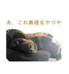 テンちゃん愛してる会専用（個別スタンプ：15）