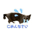 おねこさまの日常（個別スタンプ：2）