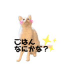 おねこさまの日常（個別スタンプ：3）