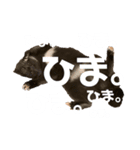 おねこさまの日常（個別スタンプ：4）