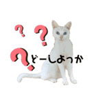 おねこさまの日常（個別スタンプ：5）