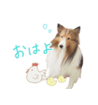 Shetland Sheepdog_LUCKY（個別スタンプ：1）