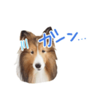 Shetland Sheepdog_LUCKY（個別スタンプ：2）