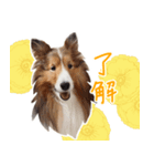 Shetland Sheepdog_LUCKY（個別スタンプ：3）