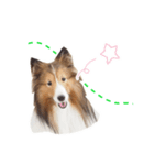 Shetland Sheepdog_LUCKY（個別スタンプ：4）