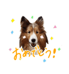 Shetland Sheepdog_LUCKY（個別スタンプ：5）