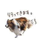 Shetland Sheepdog_LUCKY（個別スタンプ：6）