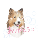 Shetland Sheepdog_LUCKY（個別スタンプ：7）