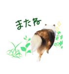 Shetland Sheepdog_LUCKY（個別スタンプ：8）