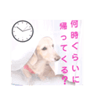 lovelyダックスフンド・アンの日常Part5（個別スタンプ：7）