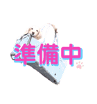 lovelyダックスフンド・アンの日常Part5（個別スタンプ：9）