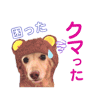lovelyダックスフンド・アンの日常Part5（個別スタンプ：12）
