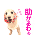 lovelyダックスフンド・アンの日常Part5（個別スタンプ：13）