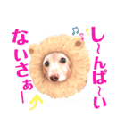 lovelyダックスフンド・アンの日常Part5（個別スタンプ：14）