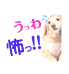 lovelyダックスフンド・アンの日常Part5（個別スタンプ：16）