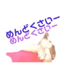 lovelyダックスフンド・アンの日常Part5（個別スタンプ：17）