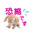 lovelyダックスフンド・アンの日常Part5（個別スタンプ：18）