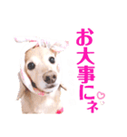 lovelyダックスフンド・アンの日常Part5（個別スタンプ：21）