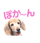 lovelyダックスフンド・アンの日常Part5（個別スタンプ：24）